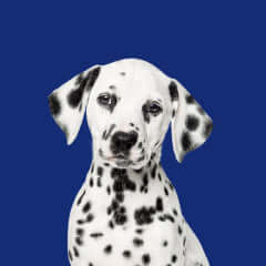 Dogs