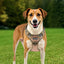 Dog Harness For Large Dogs No Pull Tactical Dog Harness Adjustable Pet Vest