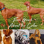 Multiple Colour Velvet Personalised Dog Collar Leash Set With Bow