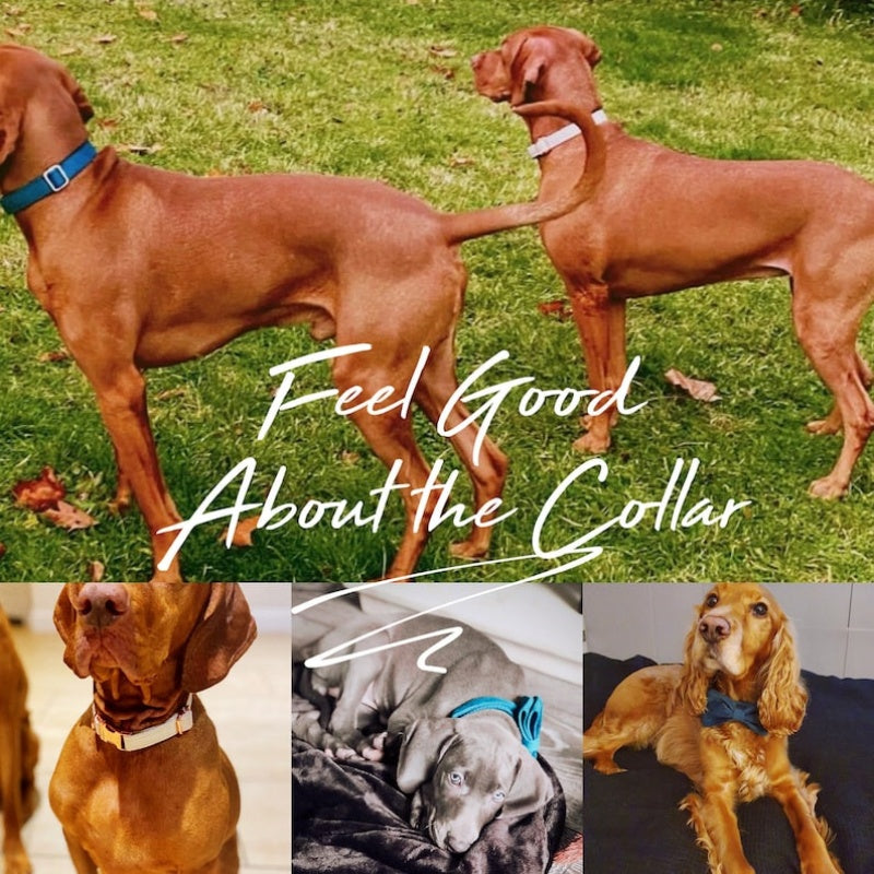 Multiple Colour Velvet Personalised Dog Collar Leash Set With Bow