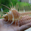 Ancient Conch Comb Conch Shell Aquarium Fish Decoration Specimen Conch